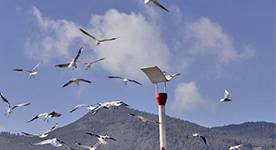 云南昆明滇池湿地公园景观灯、草坪灯项目